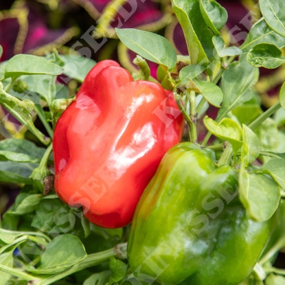 Picture of Capsicum (Sweet) Pepper Paragon